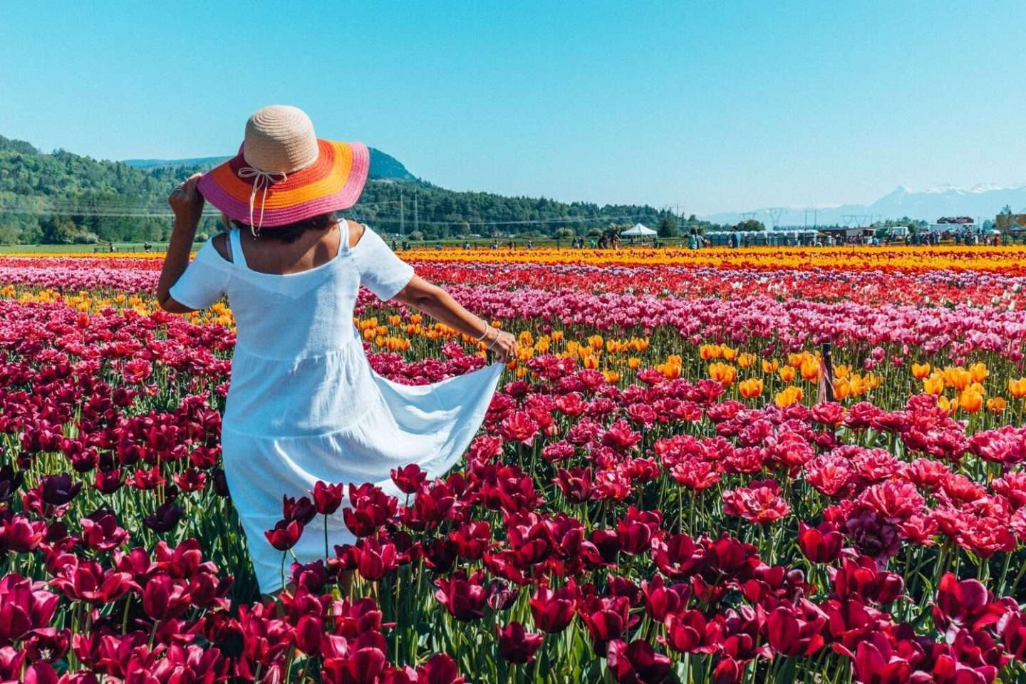 Abbotsford Tulip Festival, British Columbia